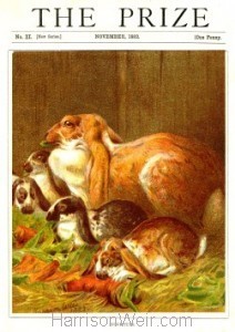 1882 The Prize Nov. Home Pets by Harrison Weir