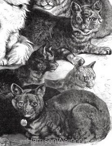 Detail: 1873 Prize Cats by Harrison Weir