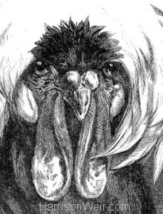 Detail: 1886 Black Polish Fowl by Harrison Weir