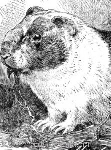 Detail: 1886 The Guinea Pig by Harrison Weir