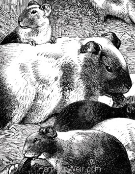 Detail: Guinea-Pig and Young, by Harrison Weir