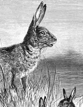 Detail: Hare and Young, by Harrison Weir