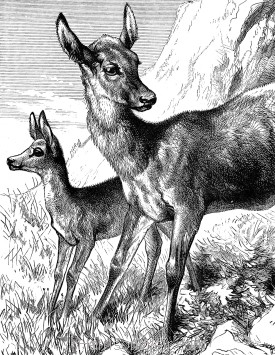 Detail: Hind and Fawn, by Harrison Weir