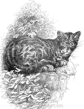 Detail: Old English Cat, by Harrison Weir