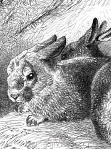 Detail: The Obedient Rabbits by Harrison Weir