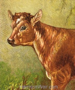 Detail: 1877 The Calf, by Harrison Weir