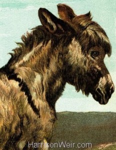 Detail: 1877 The Donkey by Harrison Weir
