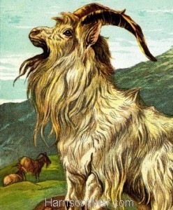 Detail: 1877 The Goat by Harrison Weir