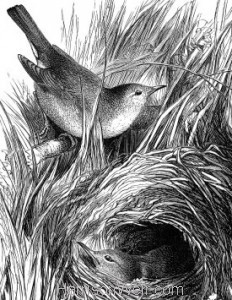 Detail: c1868 Chiff-Chaffs and Nest by Harrison Weir
