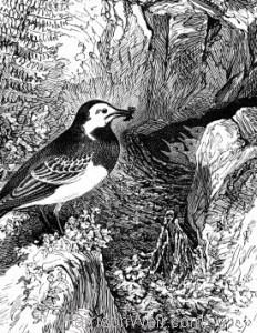 Detail: c1868 Wagtail and Nest by Harrison Weir