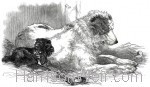 1847 HM presents St.Bernard to Zoological Society