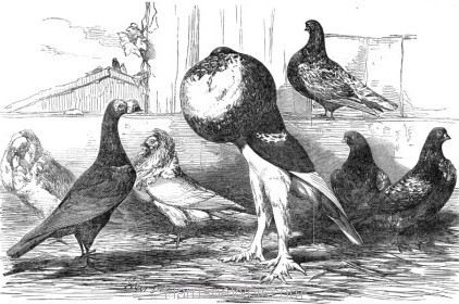 1851 Pigeons exhibited at the Philoperisteron Society by Harrison Weir