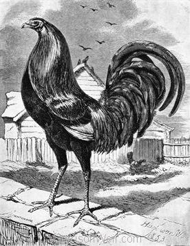 1853 Game Cock by Harrison Weir