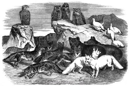 1854 Arctic Foxes and Birds received by the Zoological Society by Harrison Weir