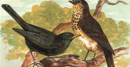 1854 – Blackbird and Thrush