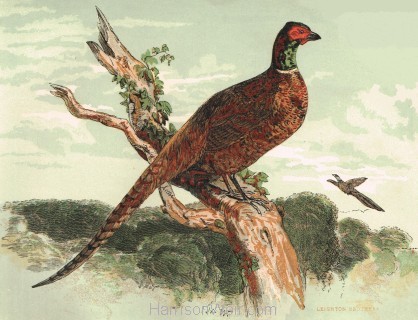 1854 Pheasant, by Harrison Weir