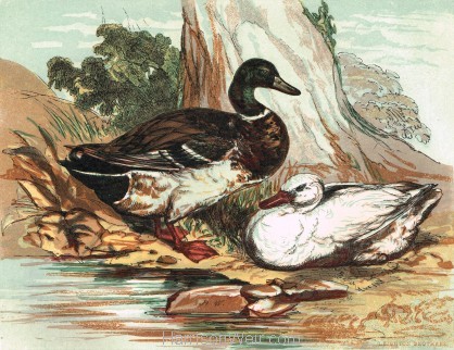 1854 - The Duck by Harrison Weir