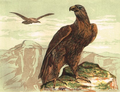 1854 The Golden Eagle, by Harrison Weir
