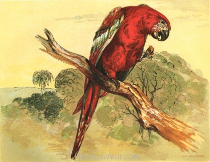1854 The Macaw, by Harrison Weir