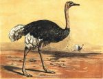 1854 The Ostrich, by Harrison Weir