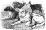 1855 Chamois & St.Bernard Dogs owned by Mr Albert Smith