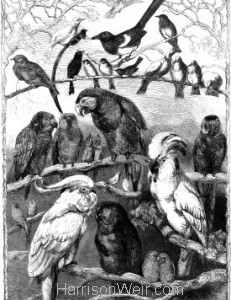 1858 Birds from the Crystal Palace Show by Harrison Weir