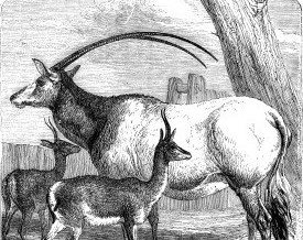 1858 – Leucoryx & Gazelles