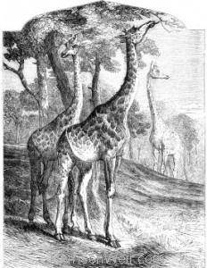 1858 The Giraffes