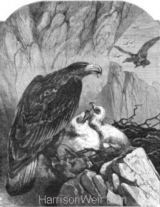 1860 Eagles and Nest by Harrison Weir