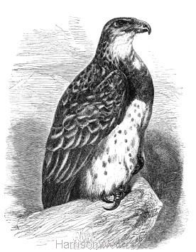 1860 Martial Eagle by Harrison Weir