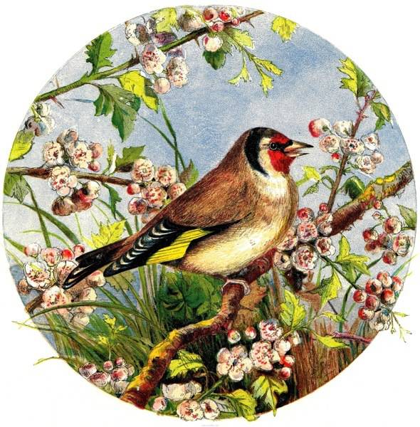 1861 The Goldfinch by Harrison Weir