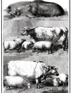 1861 Prize Cattle at the Smithfield Cattle Club Show by Harrison Weir