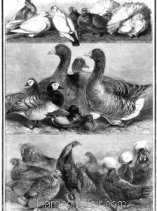 1861 Prize Poultry & Pigeons at the Birmingham Exhibition by Harrison Weir