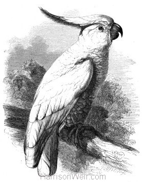 1861 Sulphur-Crested Cockatoo by Harrison Weir