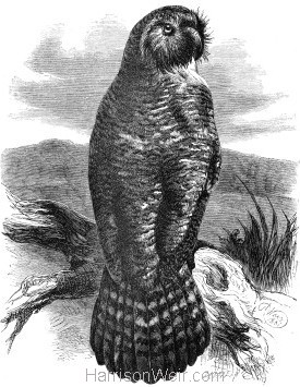 1861 Owl Parrot by Harrison Weir