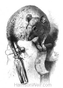 1862 The Rat and the Oil Bottle by Harrison Weir
