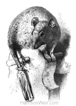 1862 The Rat and the Oil Bottle by Harrison Weir