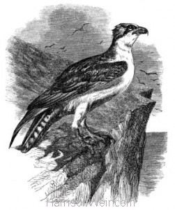 1862 Osprey by Harrison Weir
