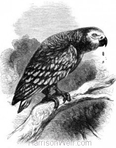 1862 Grey Parrot by Harrison Weir