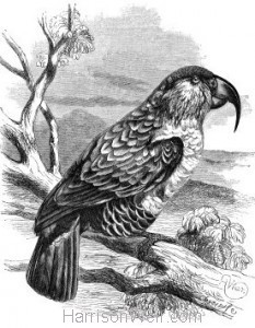 1862 Philip Island Parrot by Harrison Weir