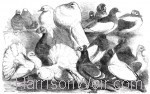 1864 Prize Pigeons at the Philo-Peristeron Society, Harrison Weir