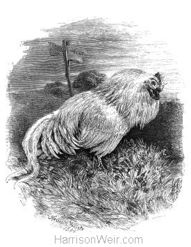 1864 Poor Meggy's Grave by Harrison Weir