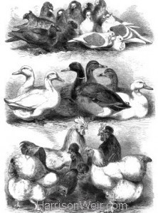 1864 Prize Pigeons & Poultry, Bingley Hall, Birmingham. By Harrison Weir