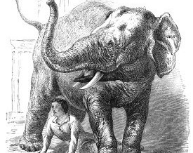 1864 – The Elephant and Thief