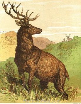 1866 Captain Stag by Harrison Weir