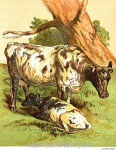 1866 Cow and Calf by Harrison Weir