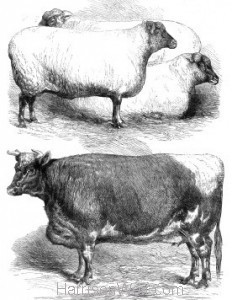 1866 Prize Animals at the Smithfield Cattle Show (592) by Harrison Weir