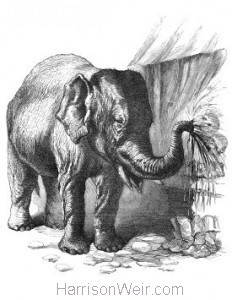 1866 The Elephant and Cobblers by Harrison Weir
