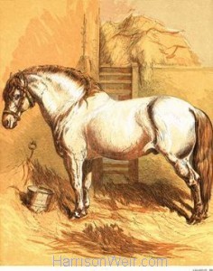 1866 Willie's Handsome Pony by Harrison Weir