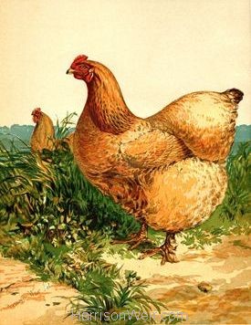 1867 Buff Cochin Hen by Harrison Weir